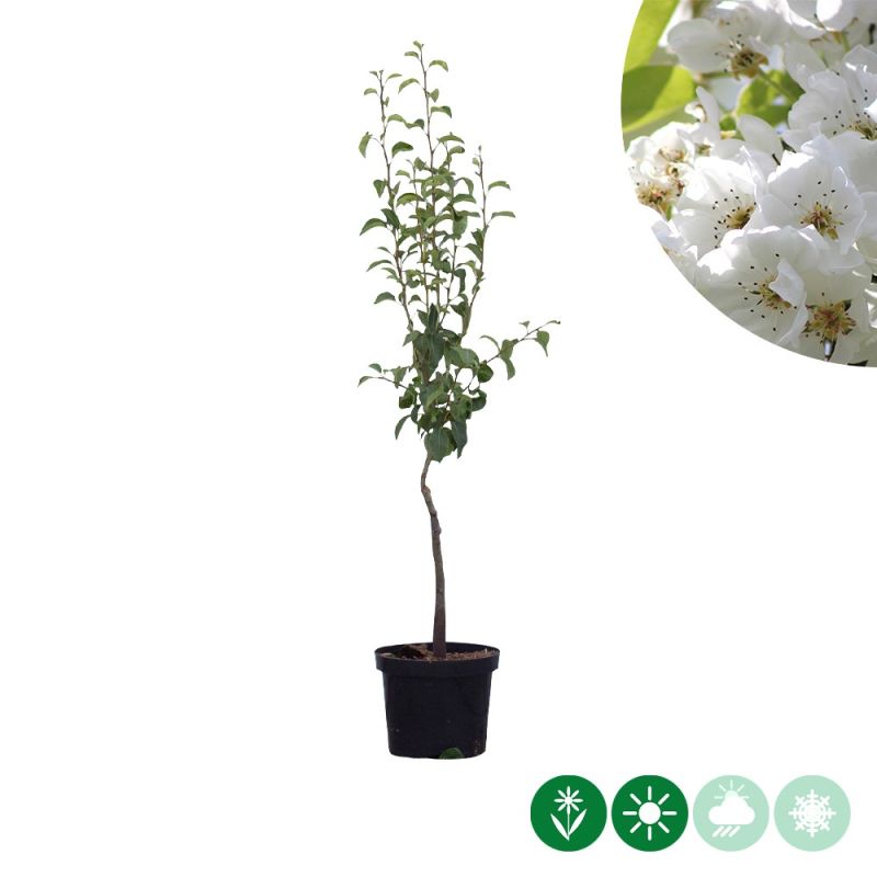 Pyrus Clapp's Favourite