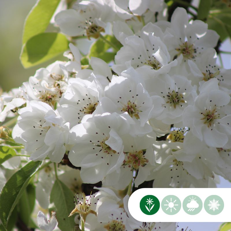 Pyrus Clapp's Favourite - leiboom hoogstam
