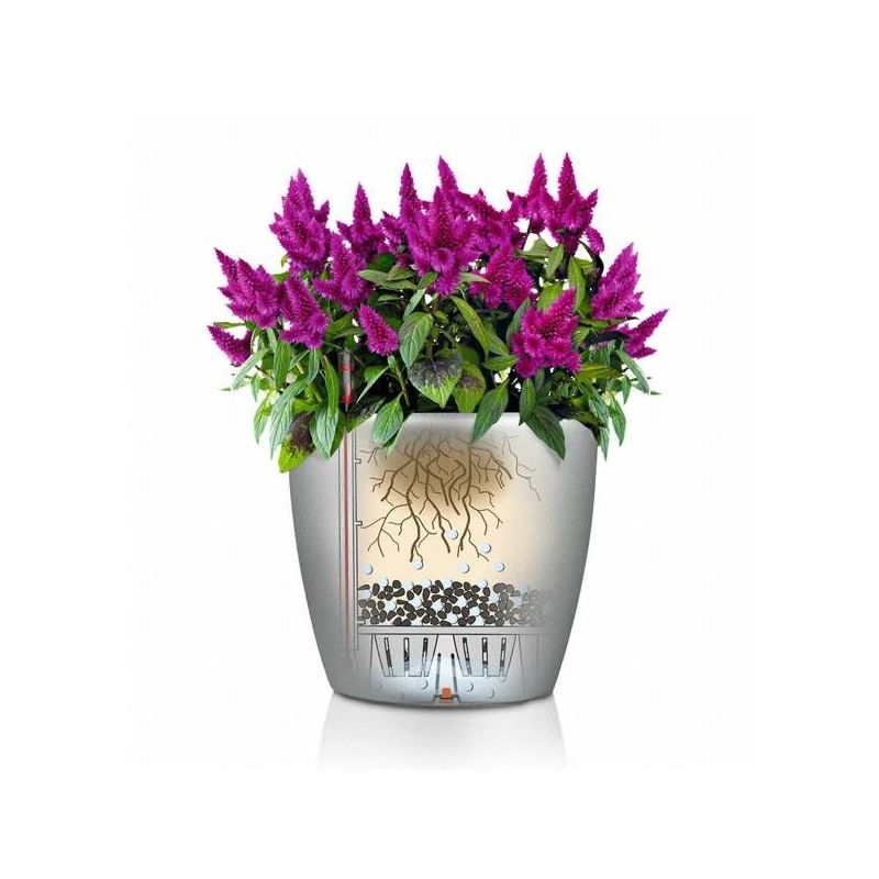 Calathea Medaillon in watergevende Classico wit