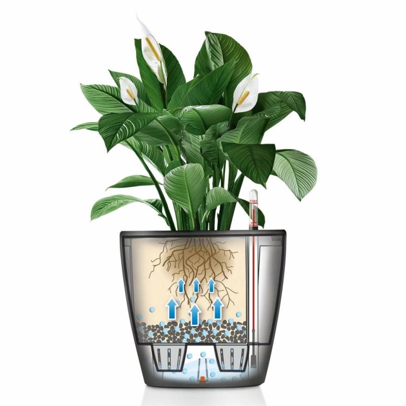 Dracaena Lemon Lime in watergevende Classico antraciet