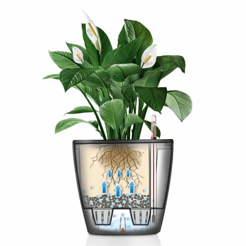 Anthurium wit in watergevende Classico rood