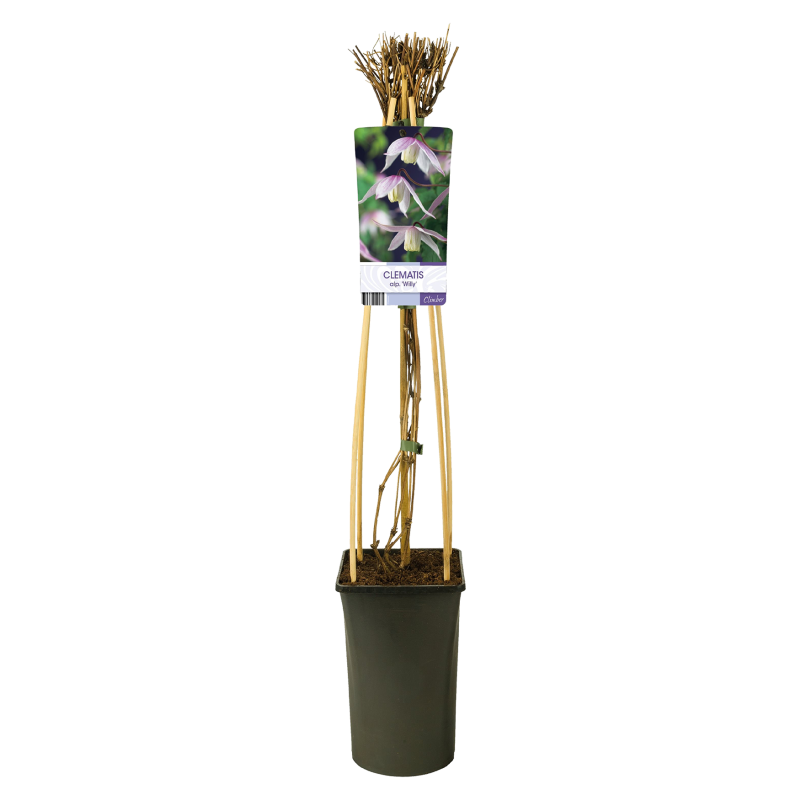 Clematis Willy
