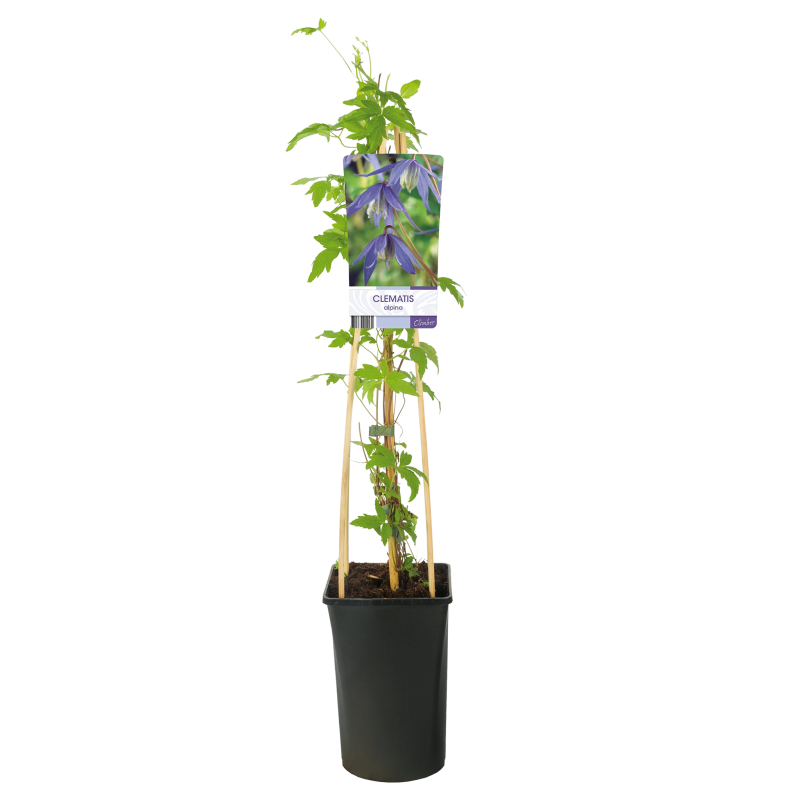 Clematis alpina