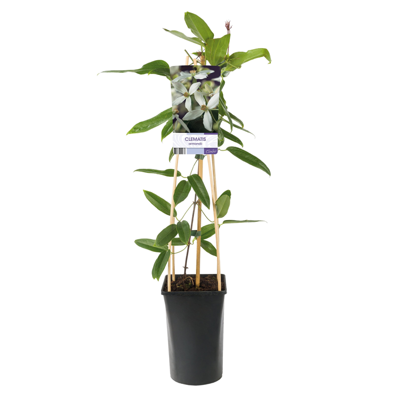 Clematis armandii