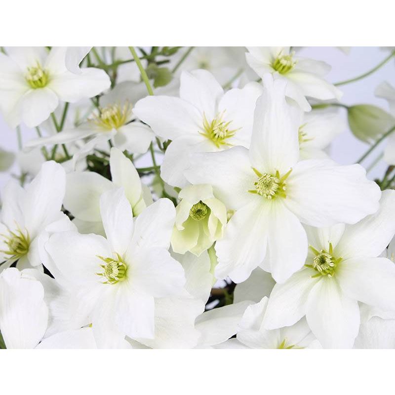 Clematis Avalanche