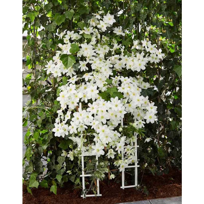 Clematis Avalanche