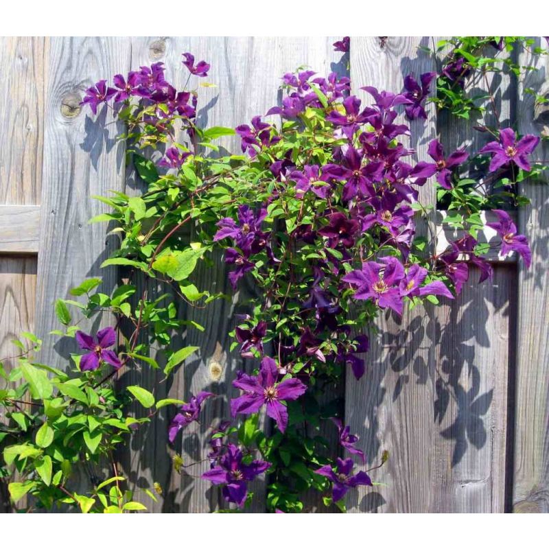 Clematis vit. 'Etoile Violette'