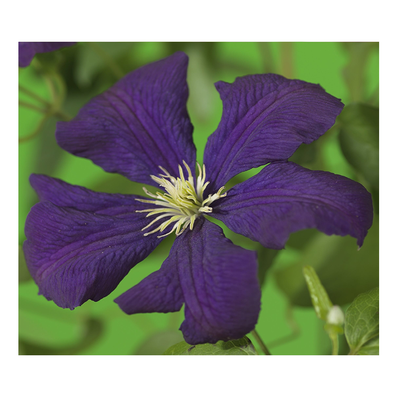 Clematis vit. 'Etoile Violette'