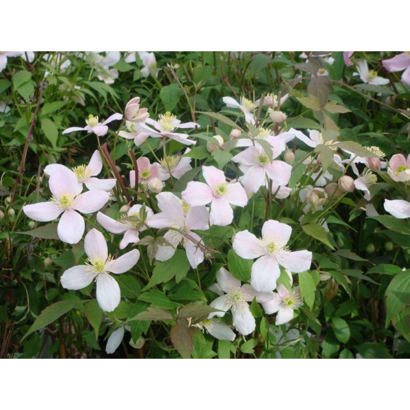 Clematis montana 'Rubens'