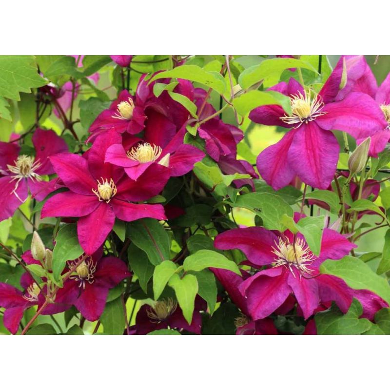 Clematis Niobe