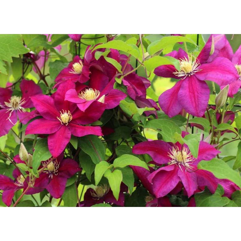 Clematis 'Niobe'