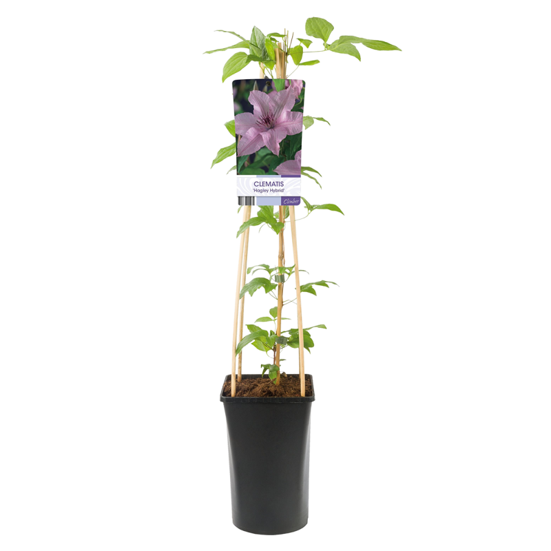 Clematis 'Hagley Hybrid'