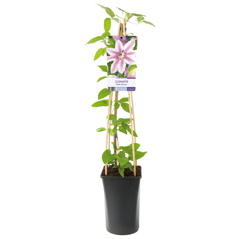 Clematis patens 'Nelly Moser'