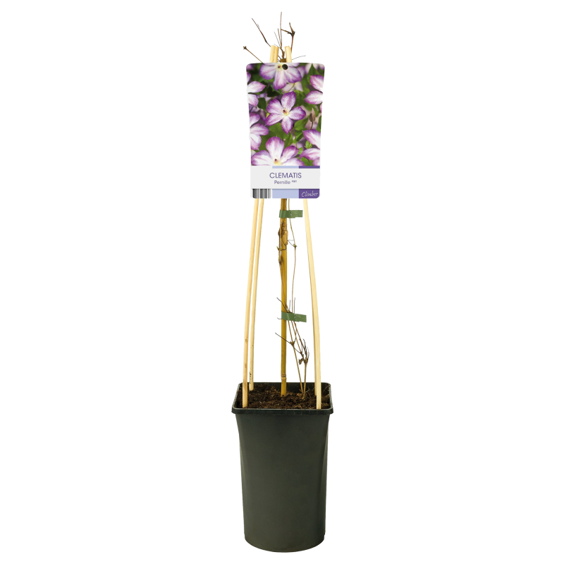 Clematis 'Pernille'