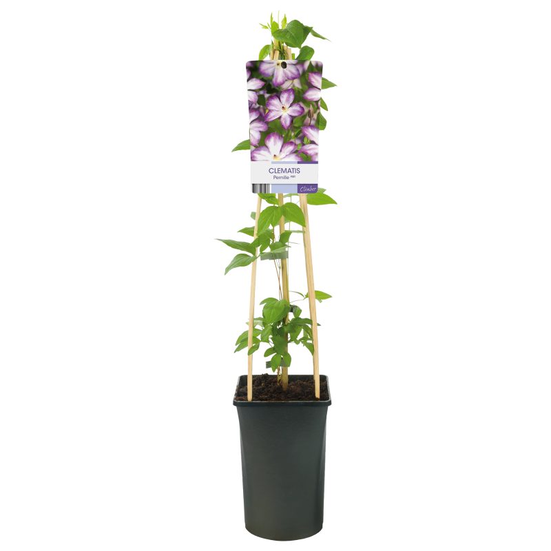 Clematis 'Pernille'