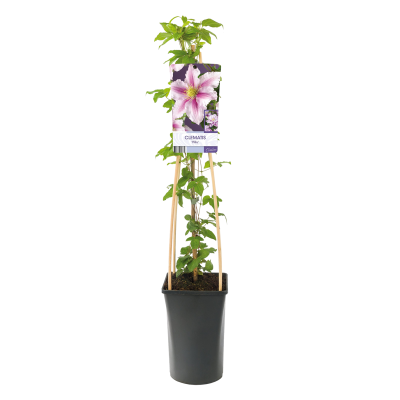 Clematis 'Piilu'
