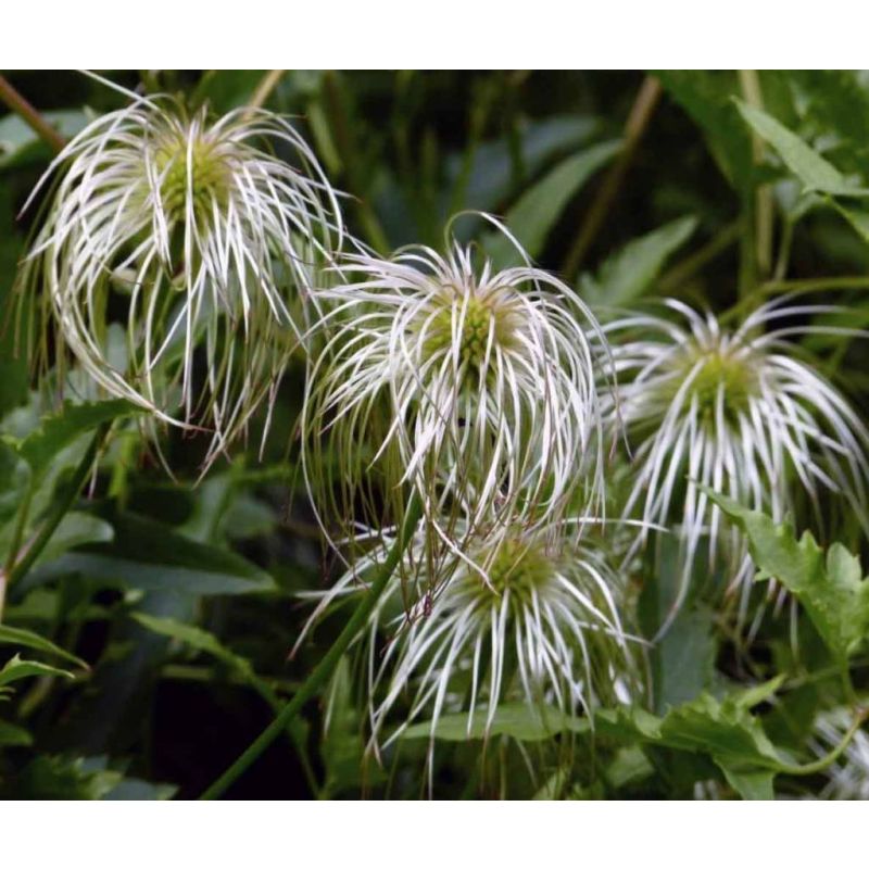 Clematis tangutica