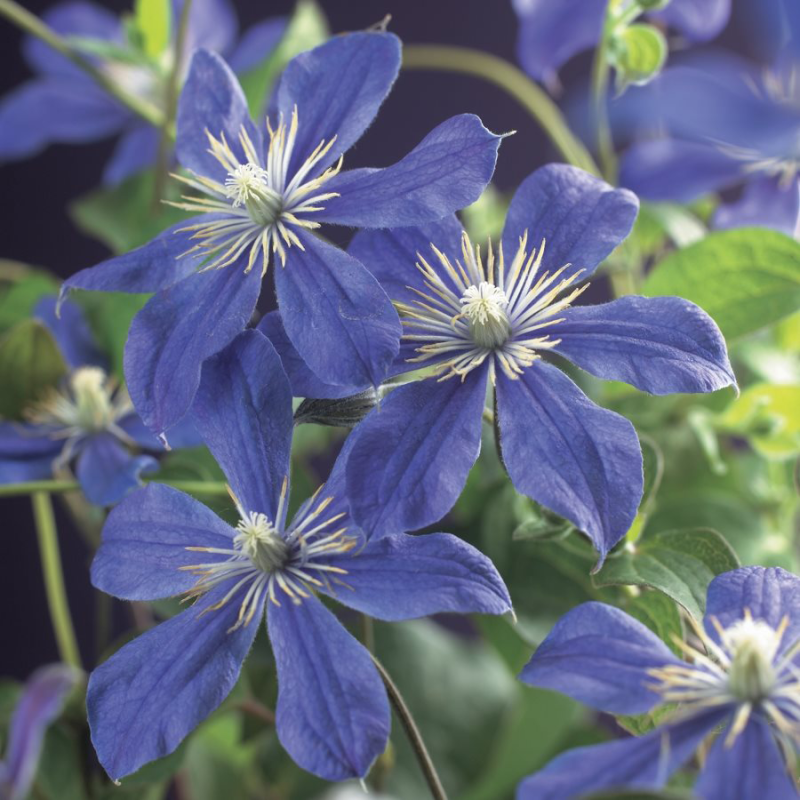 Clematis 'Arabella'