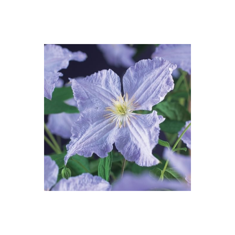 Clematis 'Blue Angel'