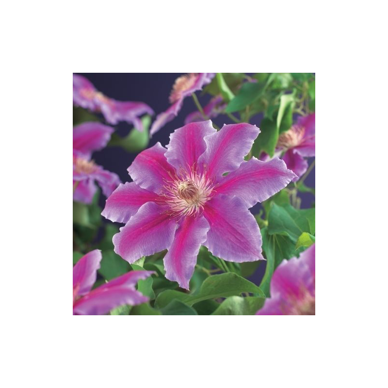 Clematis 'Dr. Ruppel'