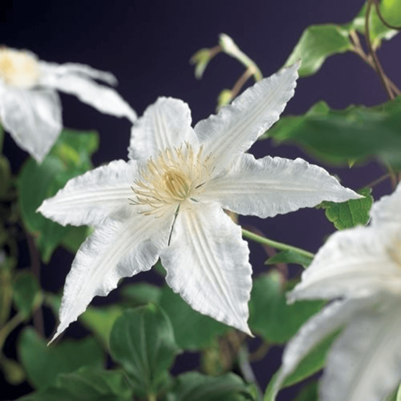 Clematis Gladys Picard