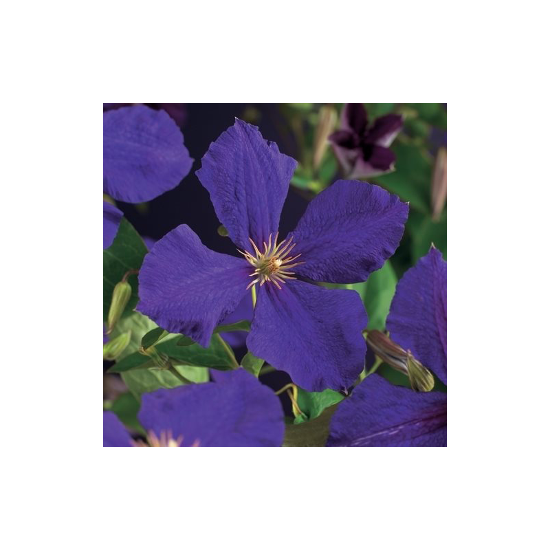 Clematis 'Jackmanii'