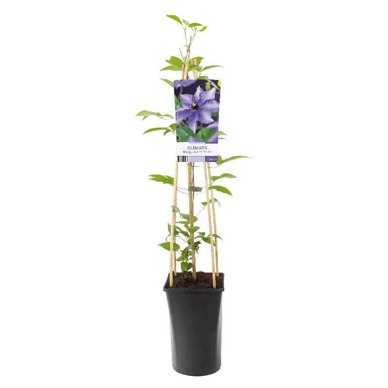 Clematis 'Königskind'