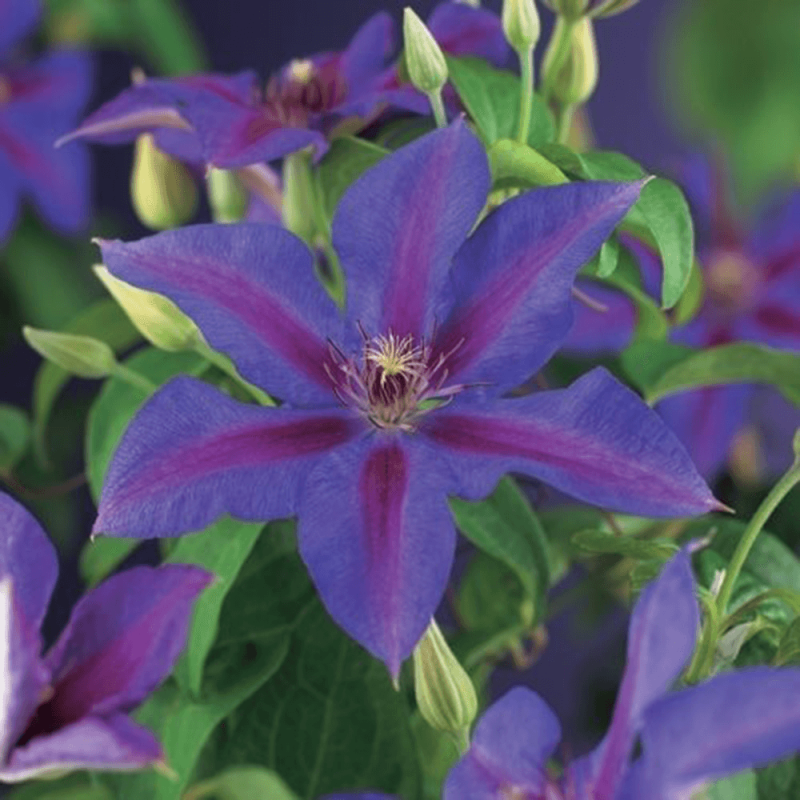 Clematis 'Mrs. N. Thompson'