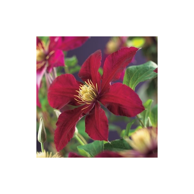 Clematis 'Niobe'