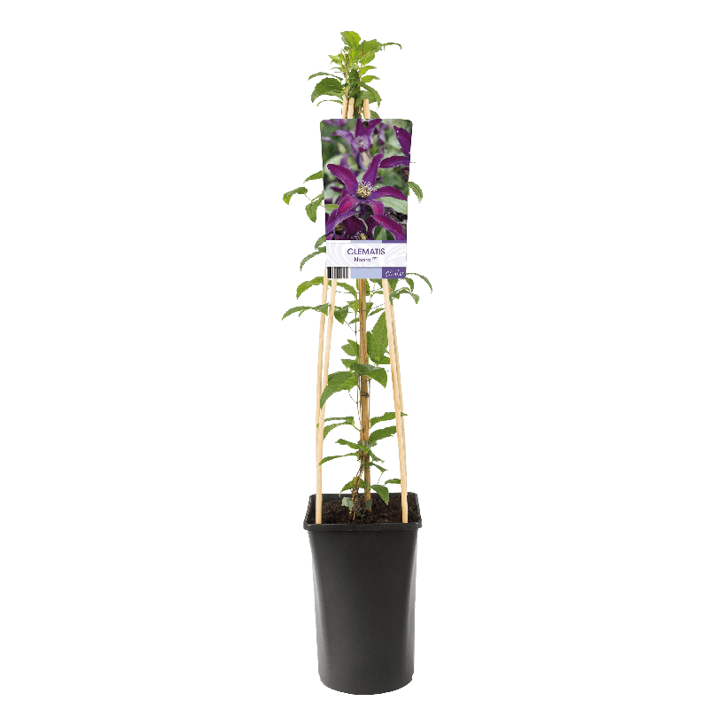 Clematis 'Noora PBR'