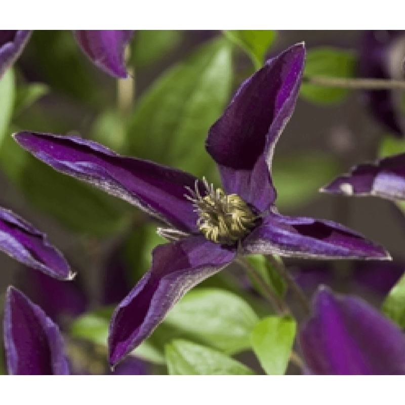 Clematis 'Noora PBR'