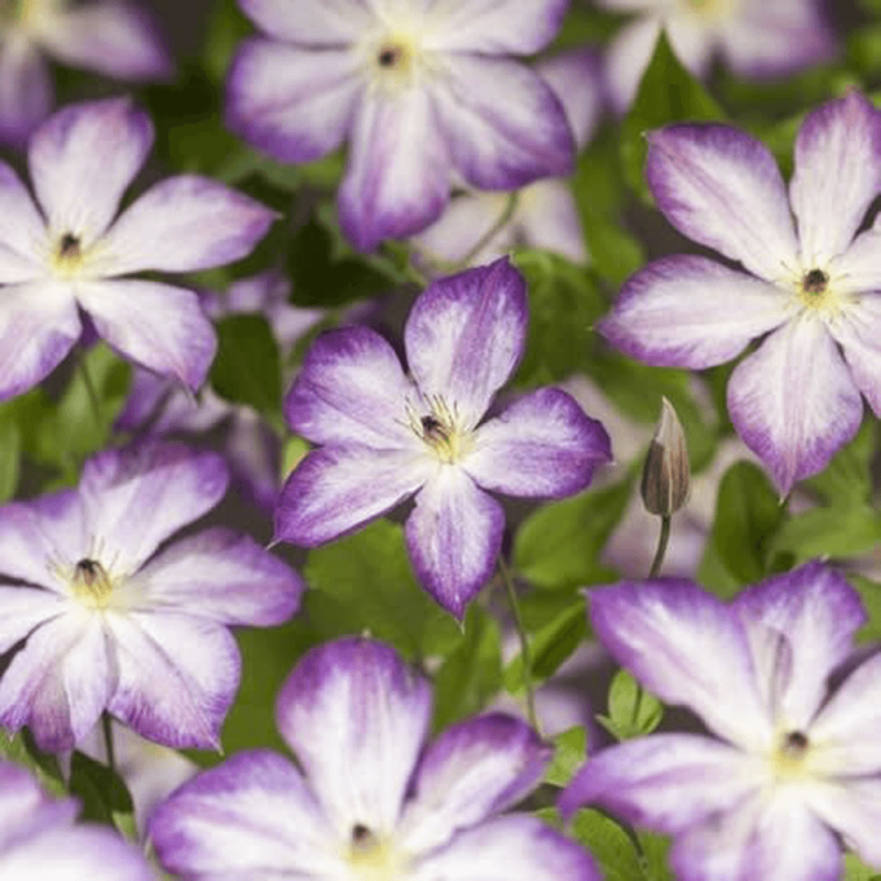 Clematis 'Pernille'