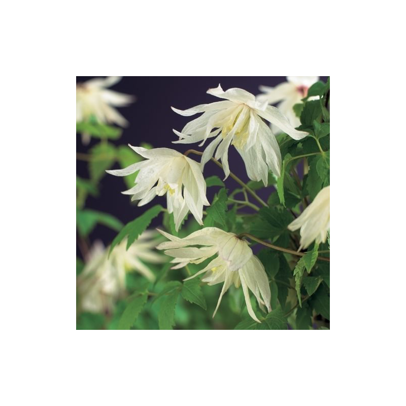 Clematis alpina 'Albina Plena'