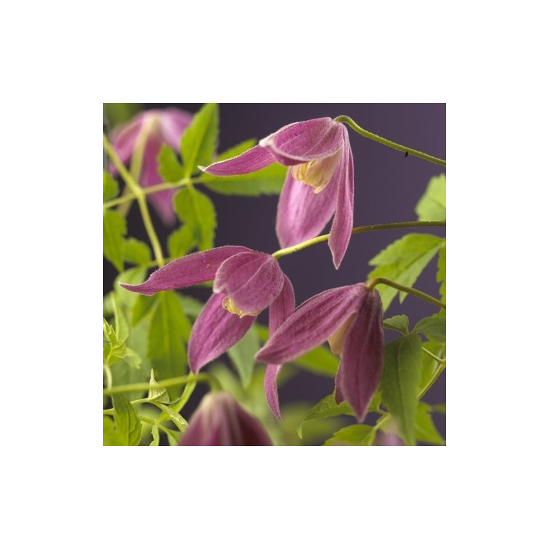 Clematis alpina 'Ruby'