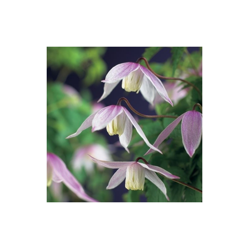 Clematis alpina 'Willy'