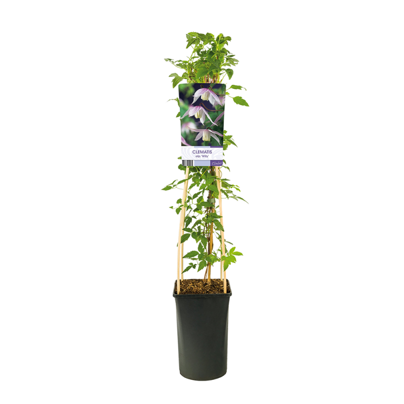 Clematis Willy