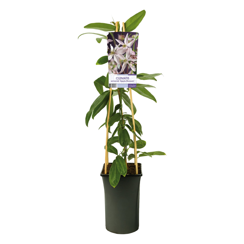 Clematis armandii Apple Blossom