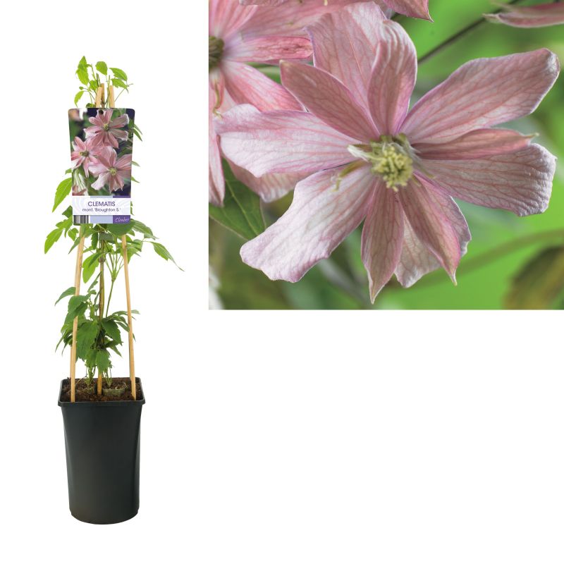 Clematis Broughton Star