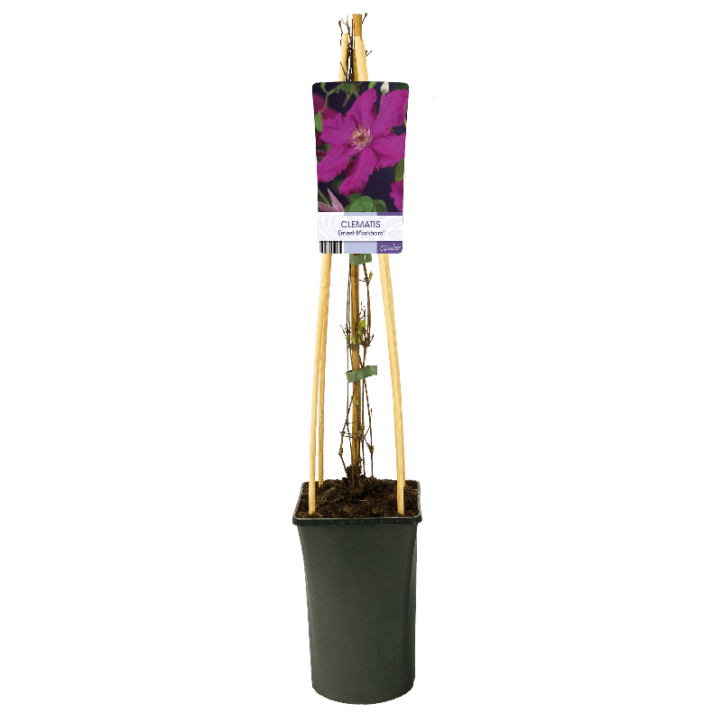 Clematis 'Ernest Markham'