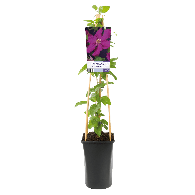 Clematis 'Ernest Markham'