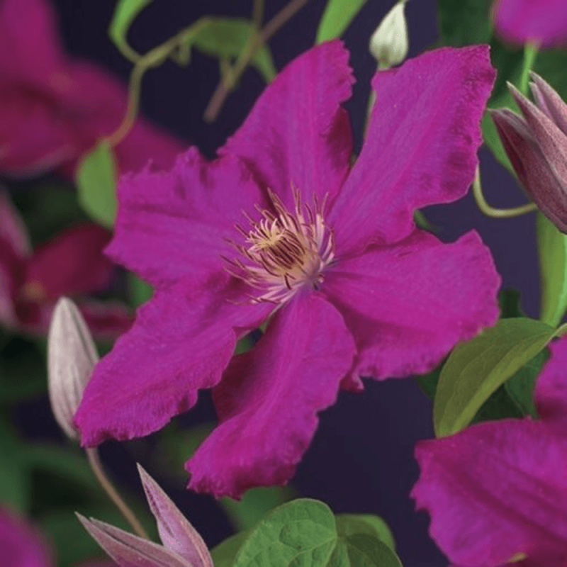 Clematis 'Ernest Markham'