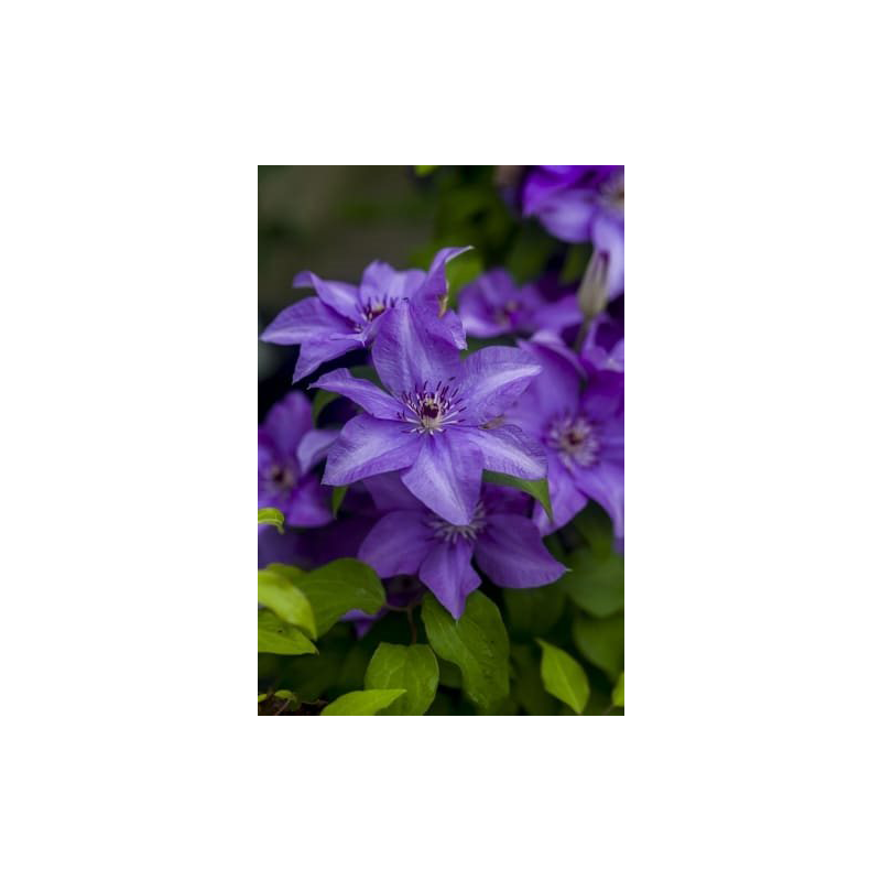 Clematis 'Esther'