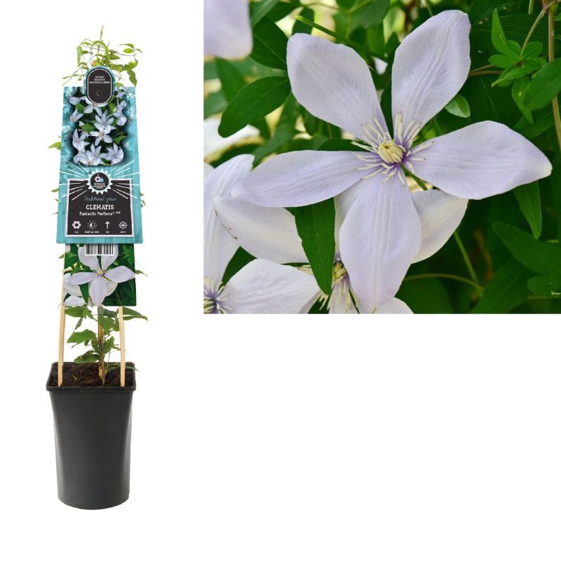 Clematis Fantastic Perfume