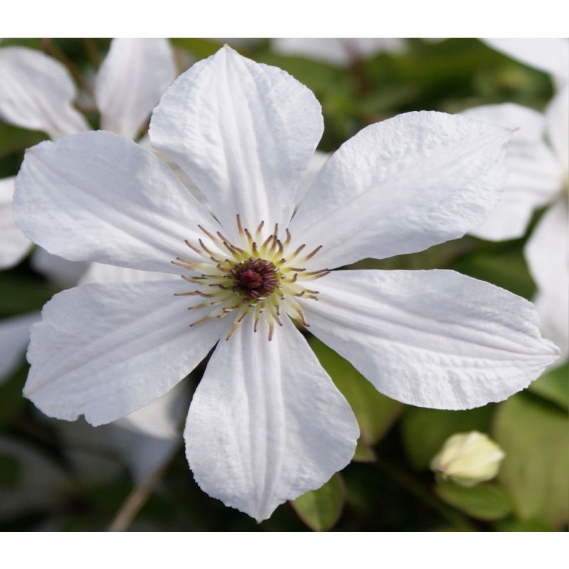 Clematis Forever Friends
