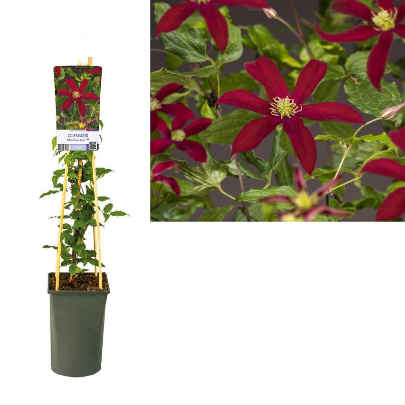 Clematis Glorious Red