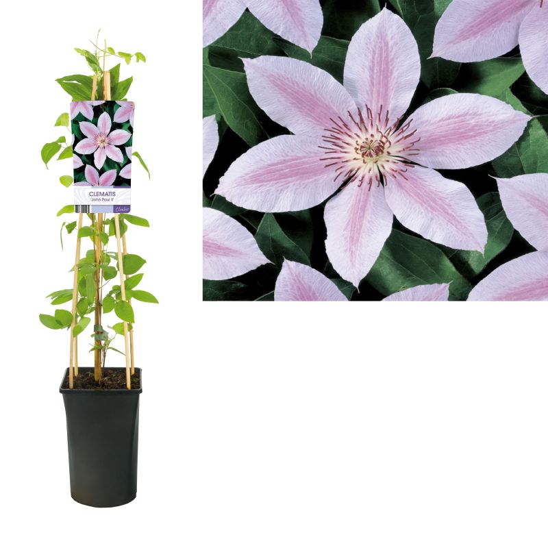 Clematis John Paul II