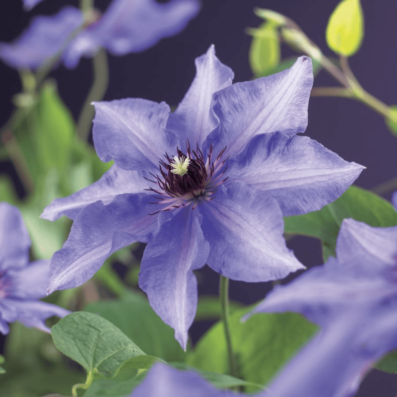 Clematis Königskind
