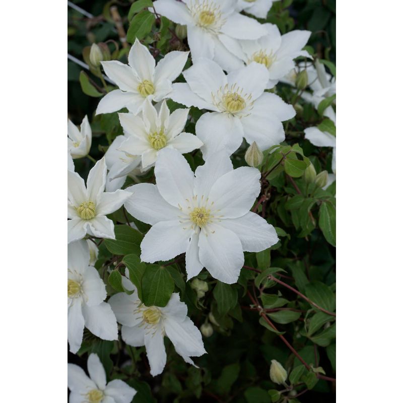 Clematis Madame Blanc