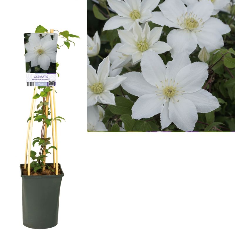 Clematis Madame Blanc