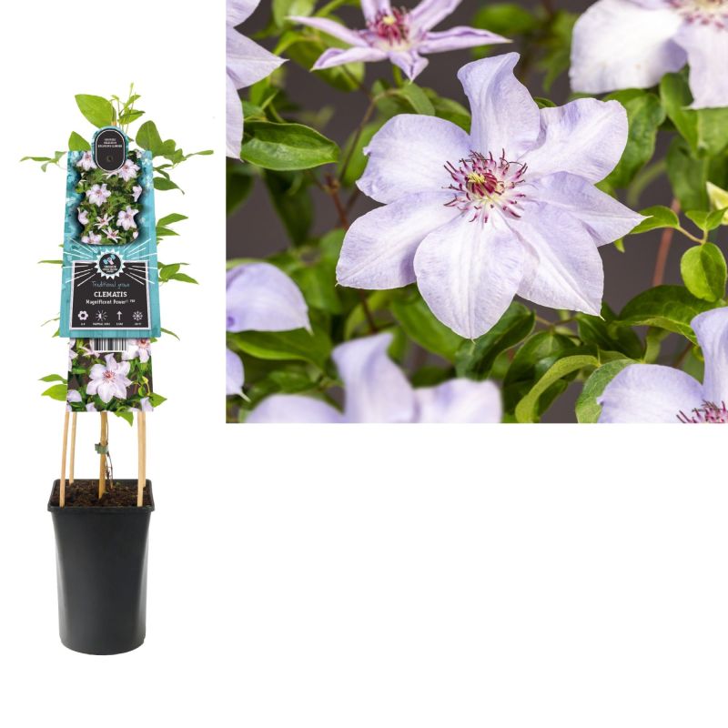 Clematis Magnificent Power